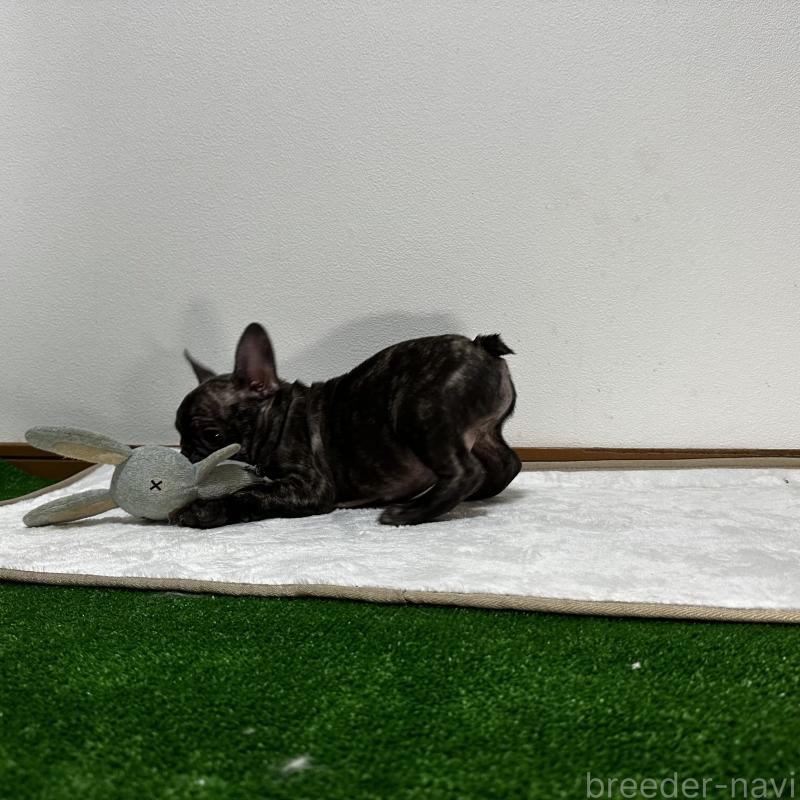 販売中の兵庫県のフレンチブルドッグ-422377の2枚目