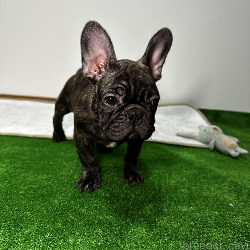 成約済の兵庫県のフレンチブルドッグ-422376の5枚目