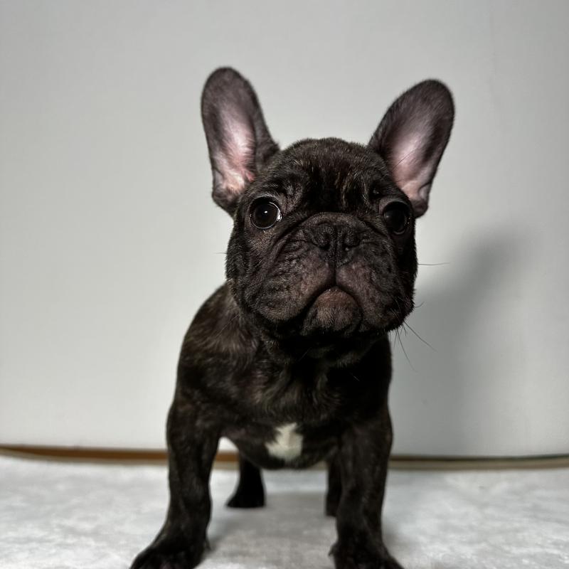 成約済の兵庫県のフレンチブルドッグ-422376の3枚目