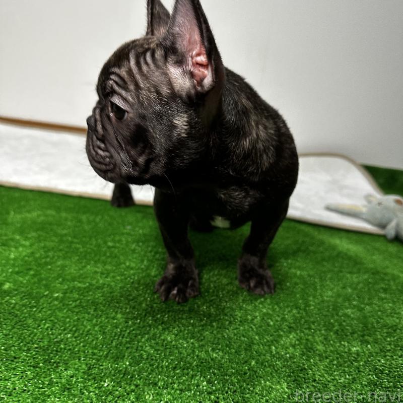 成約済の兵庫県のフレンチブルドッグ-422376の2枚目