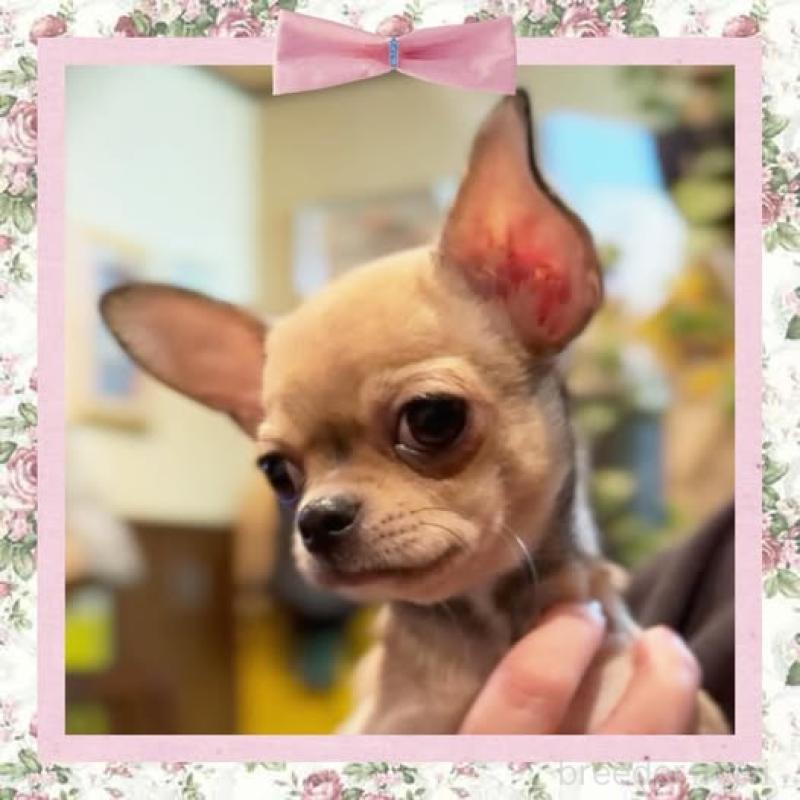 販売中の静岡県のチワワ(スムースコート)-411623