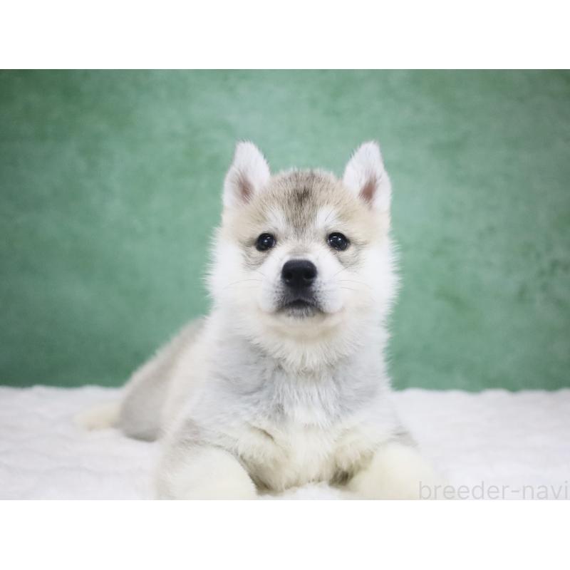 販売中の栃木県のシベリアンハスキー-428246