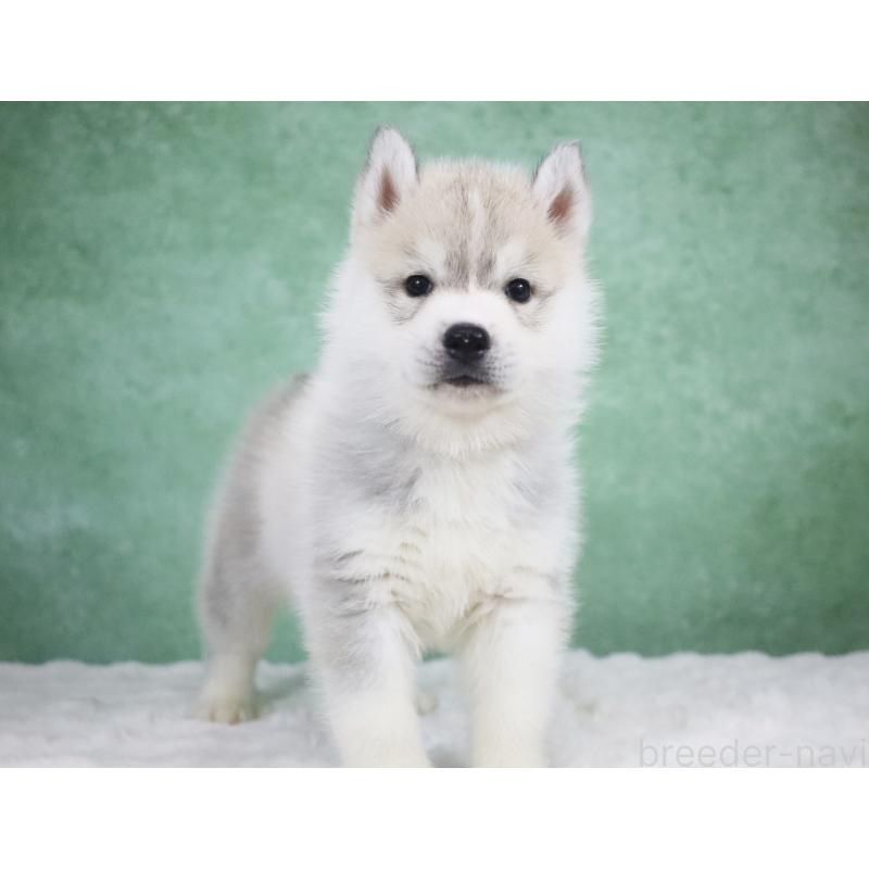 商談中の栃木県のシベリアンハスキー-428257の8枚目