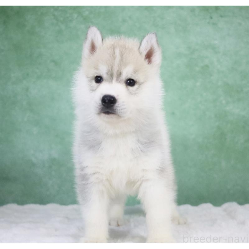 商談中の栃木県のシベリアンハスキー-428257の7枚目