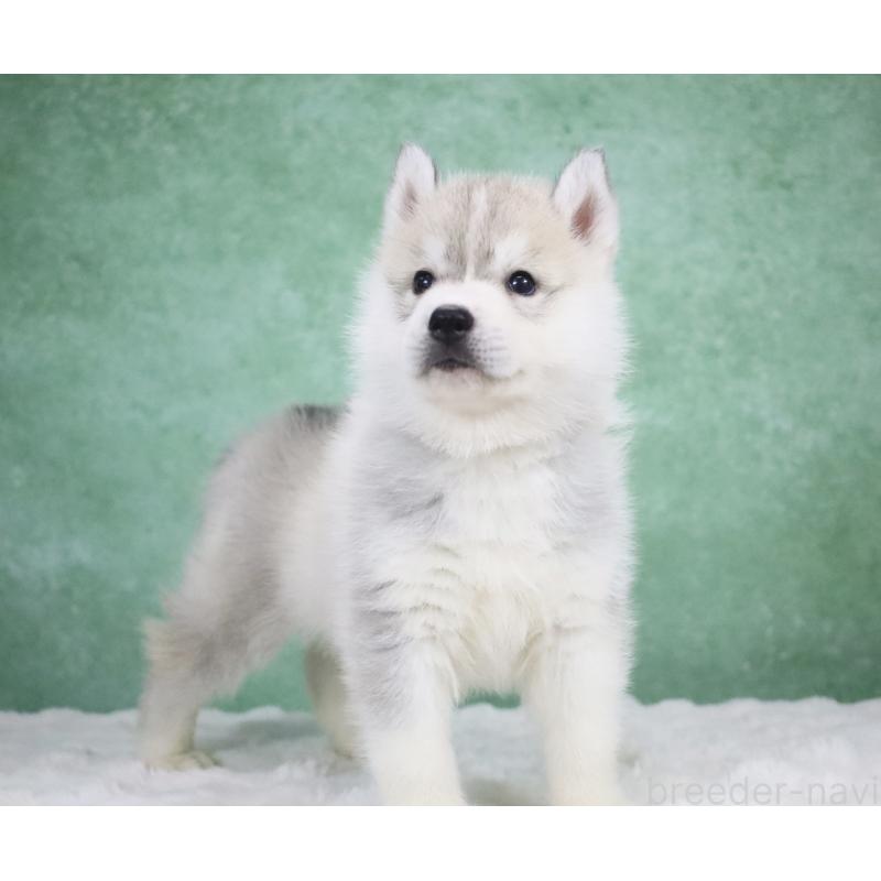 商談中の栃木県のシベリアンハスキー-428257の6枚目