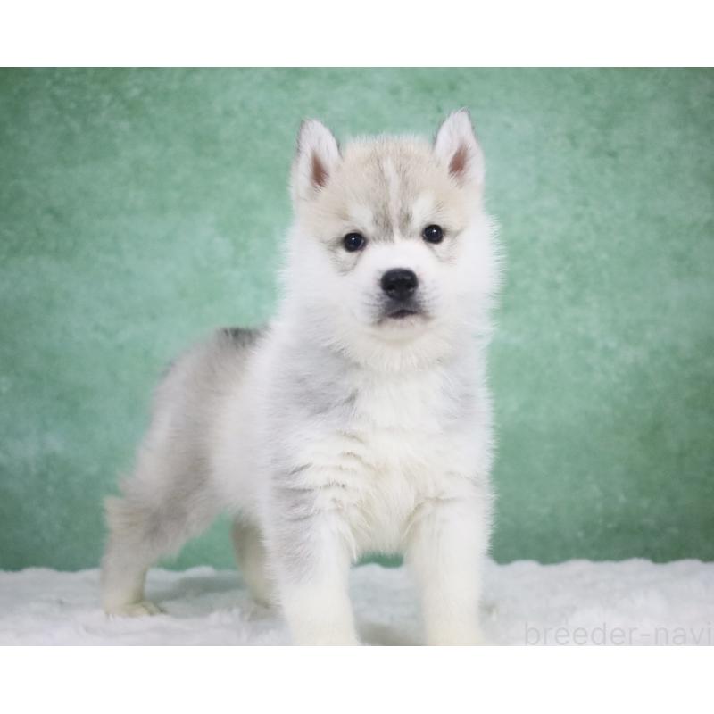 商談中の栃木県のシベリアンハスキー-428257の4枚目