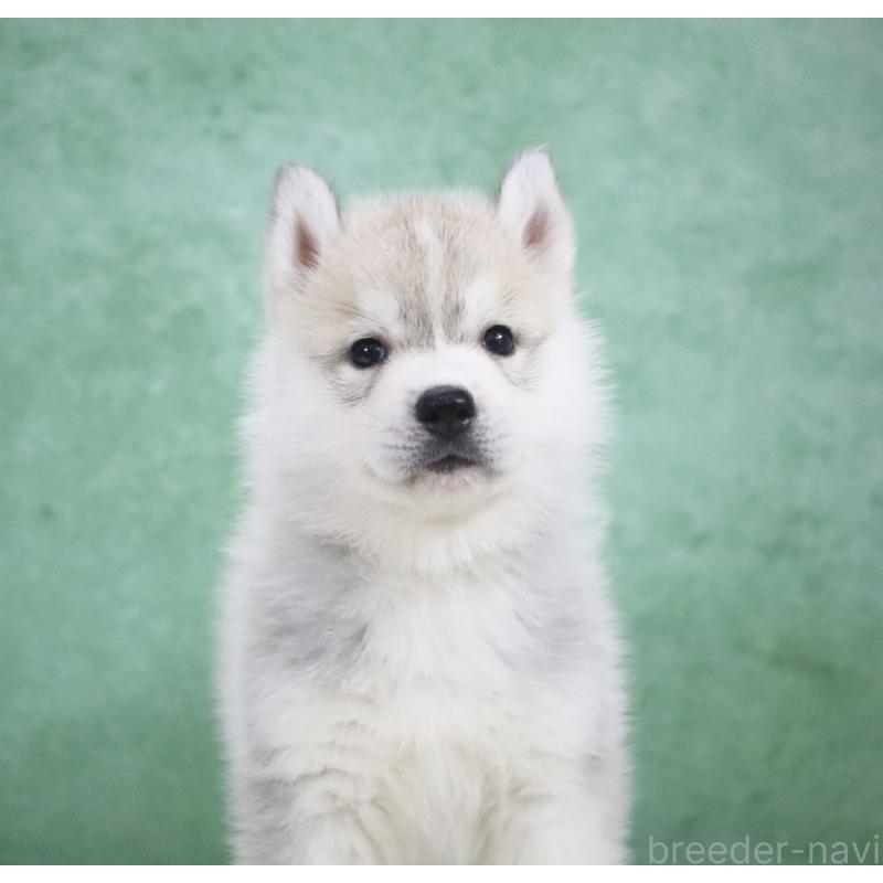 販売中の栃木県のシベリアンハスキー-428257