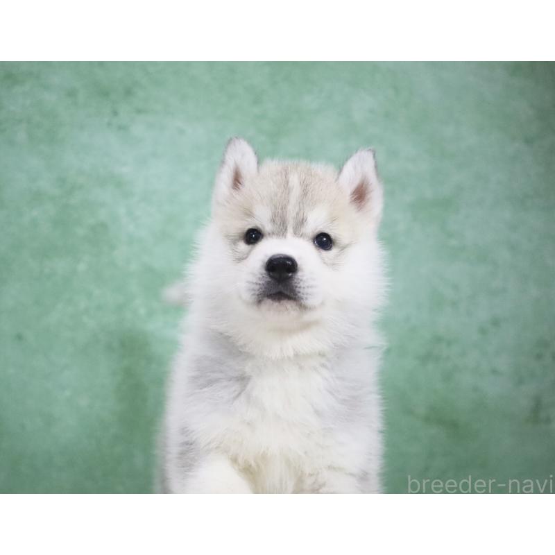 商談中の栃木県のシベリアンハスキー-428257の3枚目