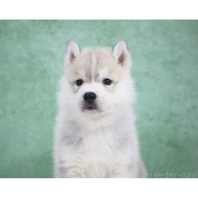 商談中の栃木県のシベリアンハスキー-428257の2枚目