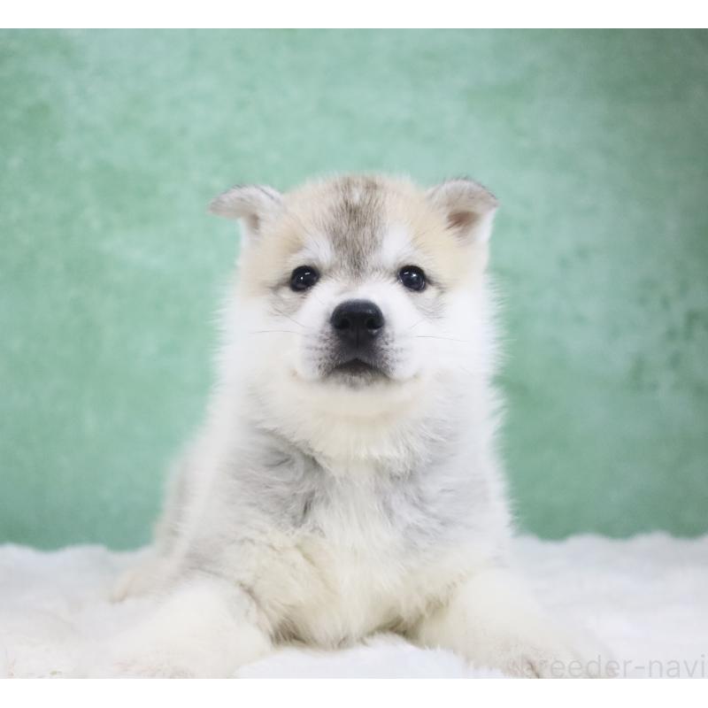 販売中の栃木県のシベリアンハスキー-428259の5枚目