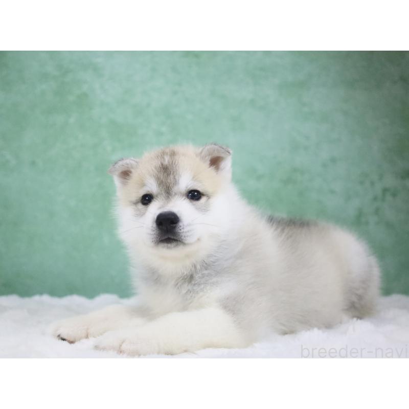 販売中の栃木県のシベリアンハスキー-428259の4枚目