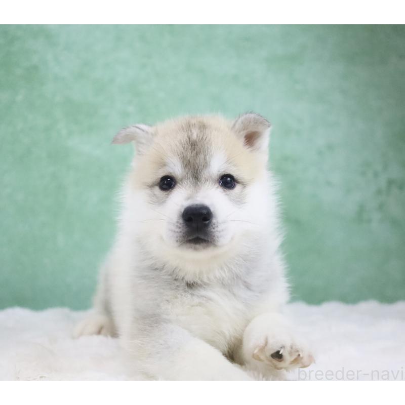 販売中の栃木県のシベリアンハスキー-428259の3枚目