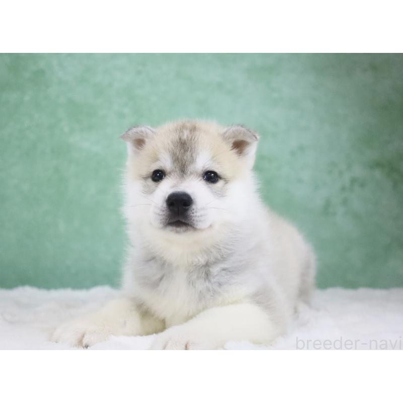 販売中の栃木県のシベリアンハスキー-428259