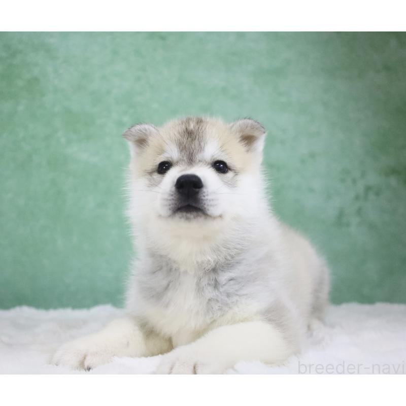 販売中の栃木県のシベリアンハスキー-428259の2枚目