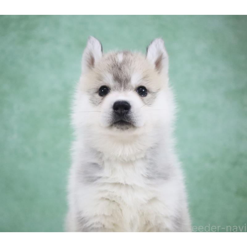 販売中の栃木県のシベリアンハスキー-428261の8枚目