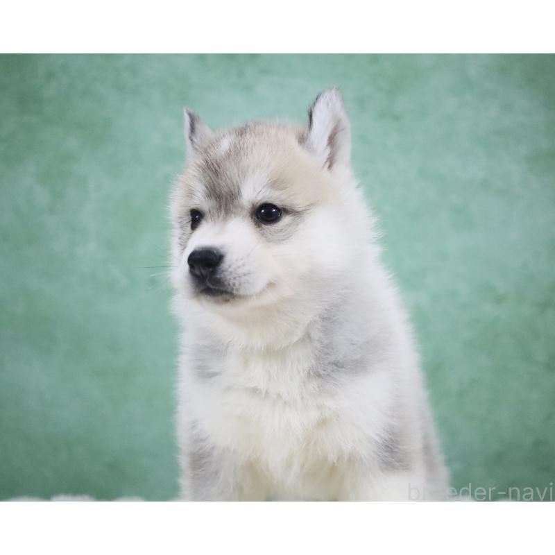 販売中の栃木県のシベリアンハスキー-428261の7枚目
