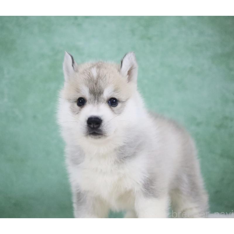 販売中の栃木県のシベリアンハスキー-428261の6枚目