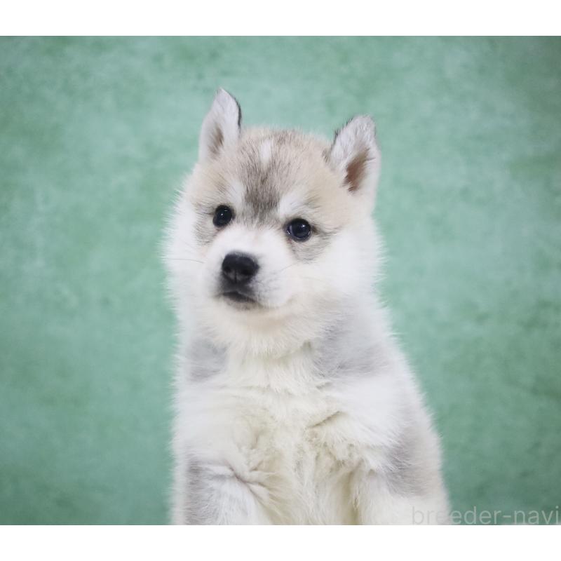 販売中の栃木県のシベリアンハスキー-428261の5枚目