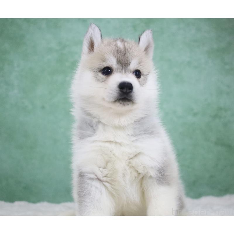 販売中の栃木県のシベリアンハスキー-428261の4枚目