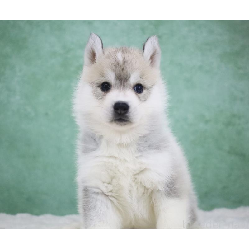 販売中の栃木県のシベリアンハスキー-428261の3枚目