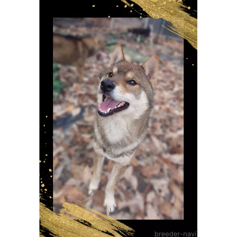 販売中の栃木県の柴犬-393042の5枚目