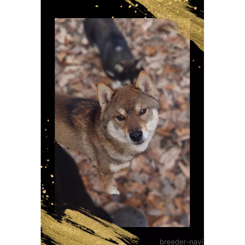 販売中の栃木県の柴犬-393042の4枚目