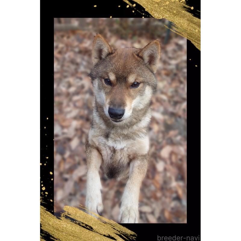 販売中の栃木県の柴犬-393042の3枚目