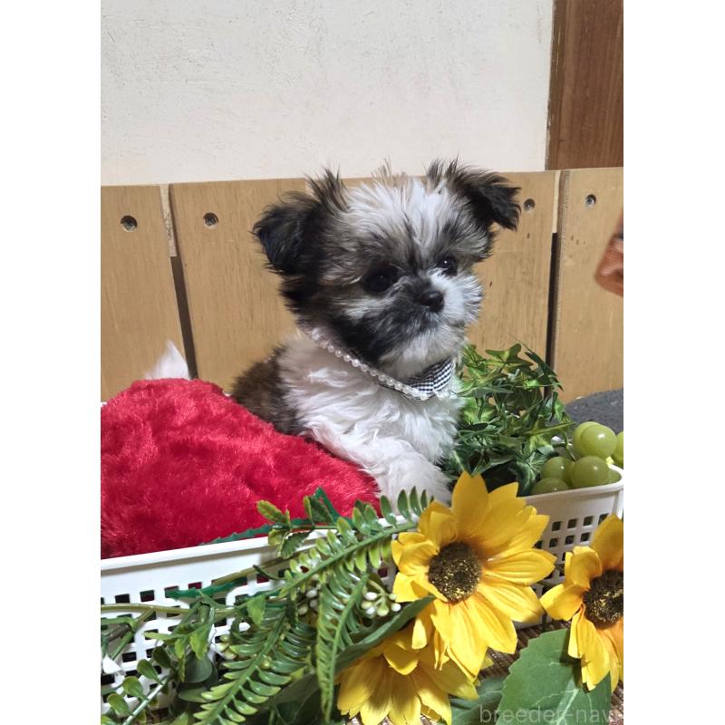 販売中の福岡県のミックス犬-429312の7枚目