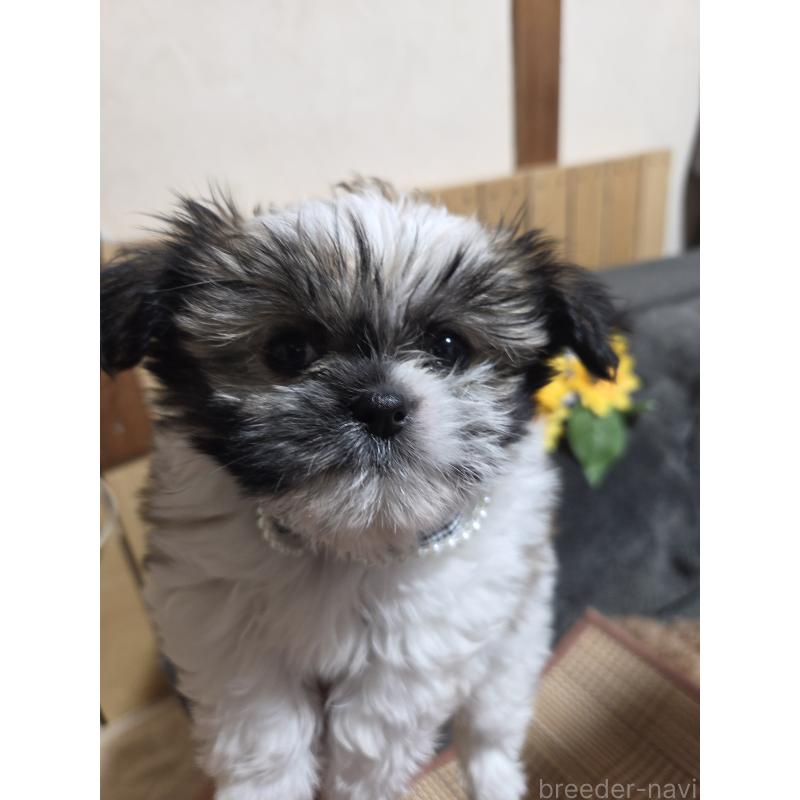 販売中の福岡県のミックス犬-429312の6枚目