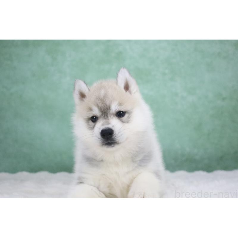 販売中の栃木県のシベリアンハスキー-428258の6枚目
