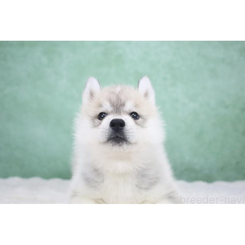 販売中の栃木県のシベリアンハスキー-428258の5枚目