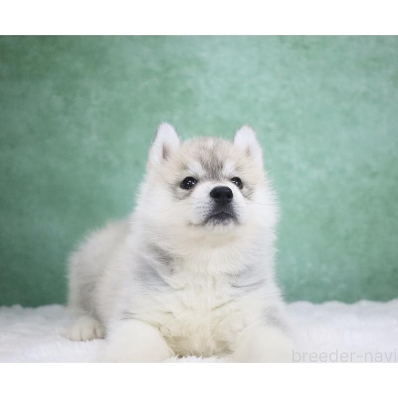 販売中の栃木県のシベリアンハスキー-428258の4枚目