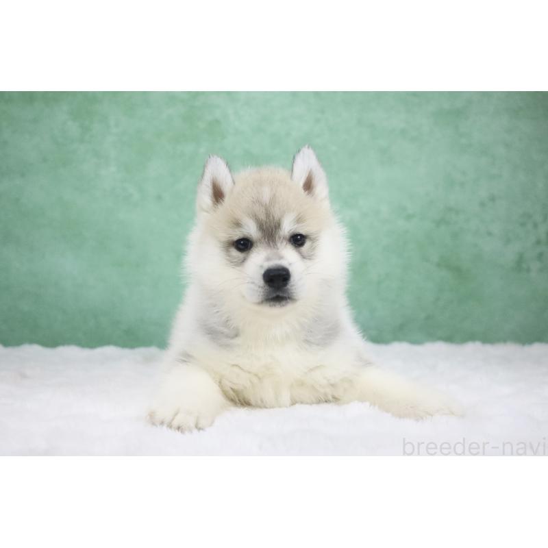 販売中の栃木県のシベリアンハスキー-428258の3枚目