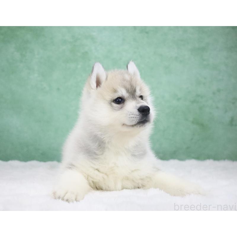 販売中の栃木県のシベリアンハスキー-428258の2枚目