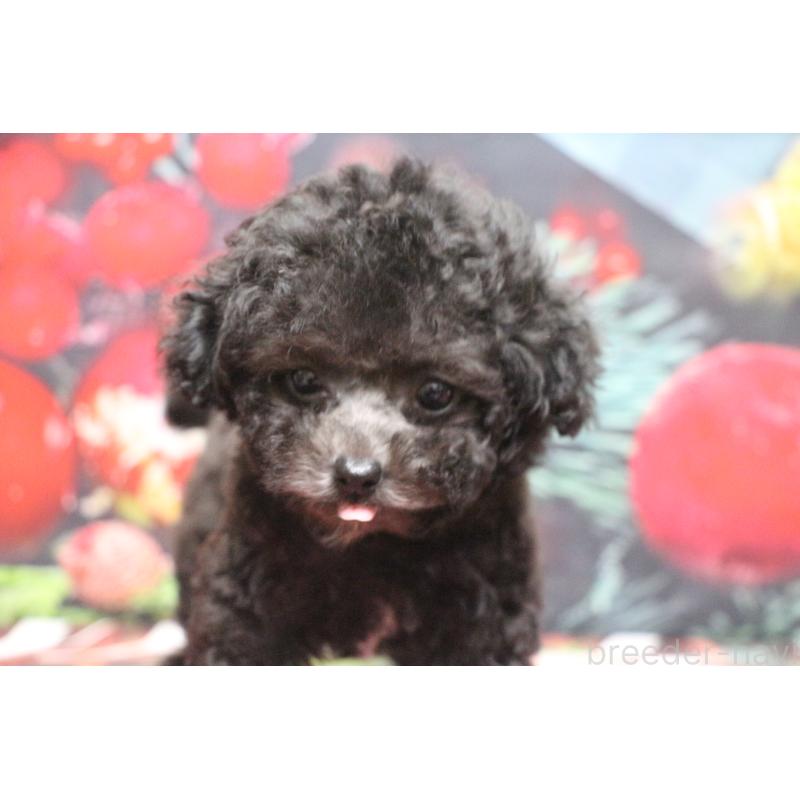 販売中の千葉県のティーカッププードル-427033の6枚目