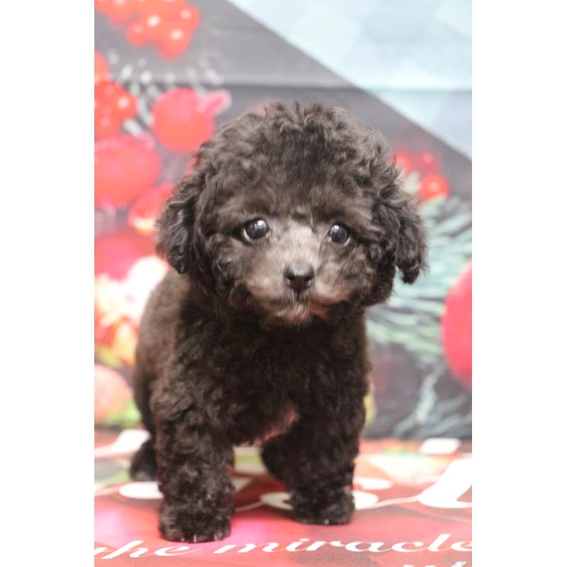 販売中の千葉県のティーカッププードル-427033の5枚目