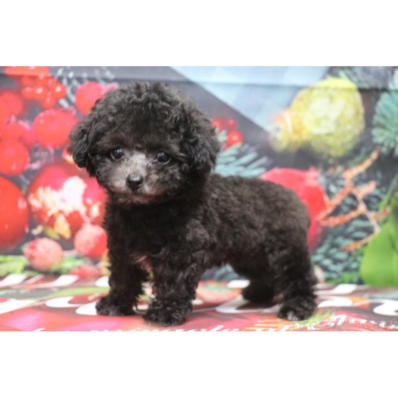 販売中の千葉県のティーカッププードル-427033の4枚目