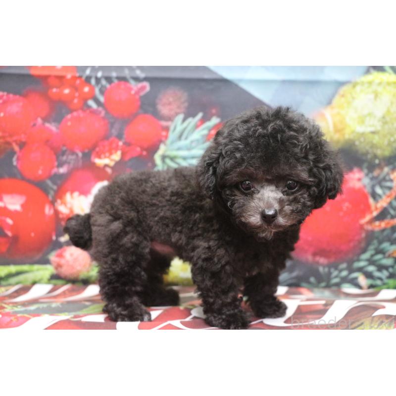 販売中の千葉県のティーカッププードル-427033の3枚目