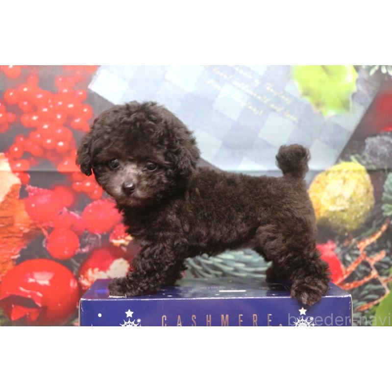 販売中の千葉県のティーカッププードル-427033の2枚目