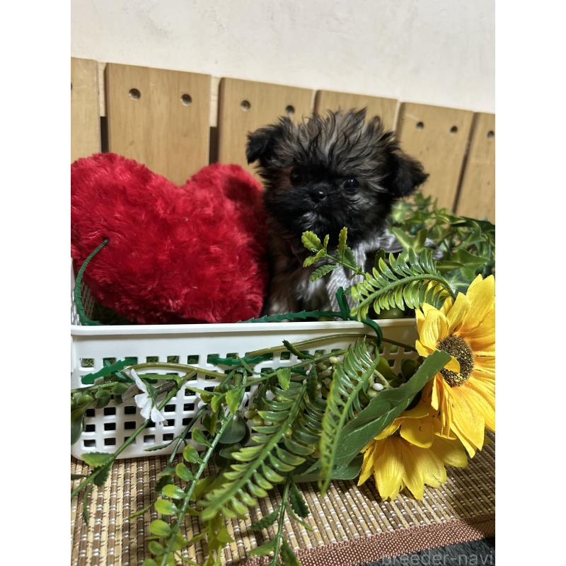 販売中の福岡県のミックス犬-429311の6枚目