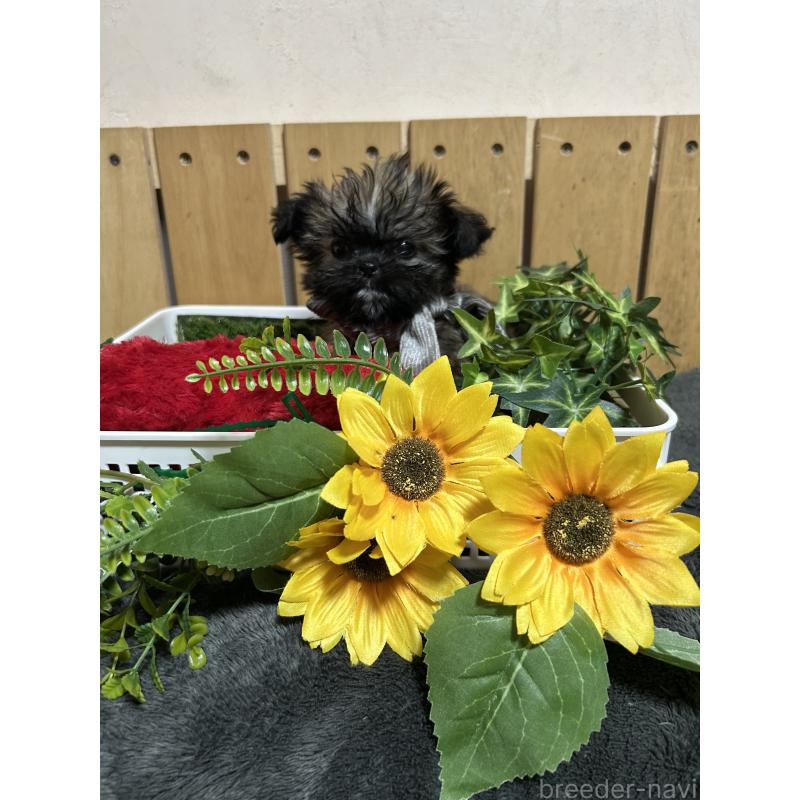 販売中の福岡県のミックス犬-429311の5枚目