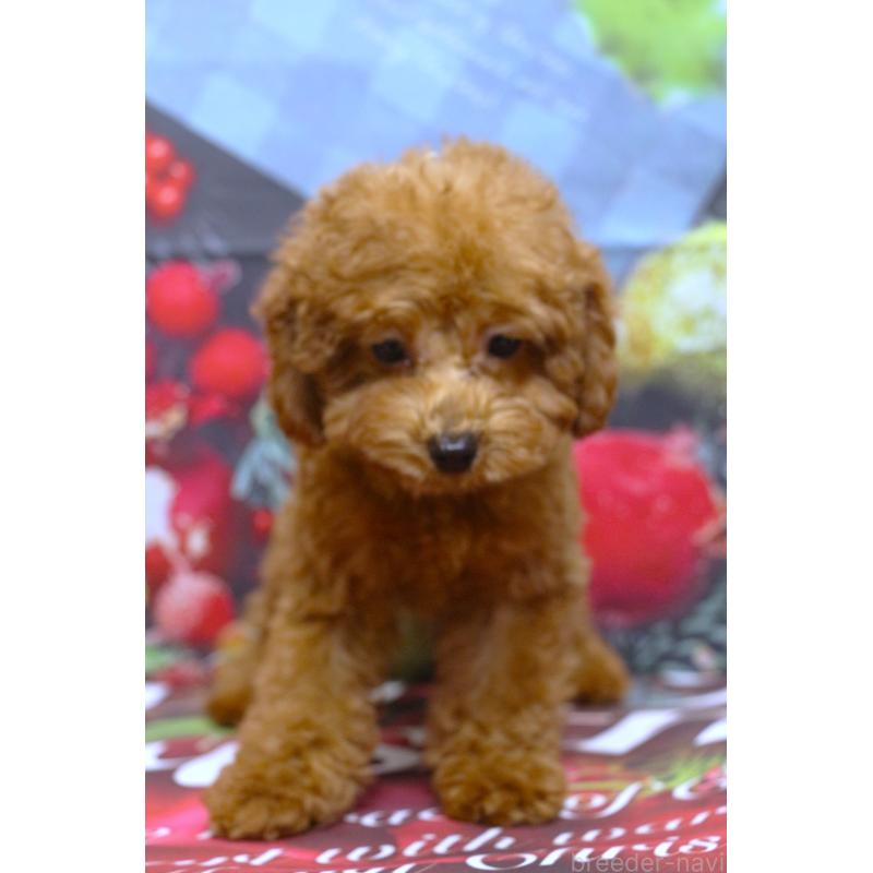 販売中の千葉県のトイプードル-426931の5枚目