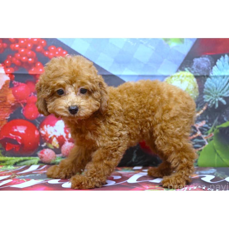 販売中の千葉県のトイプードル-426931の4枚目