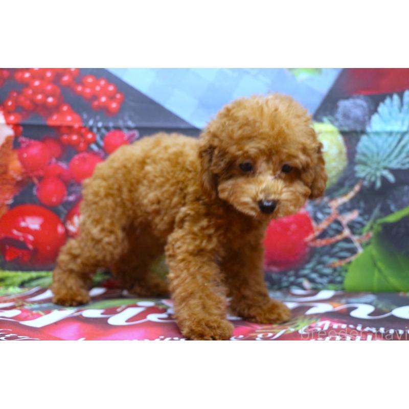 販売中の千葉県のトイプードル-426931の3枚目