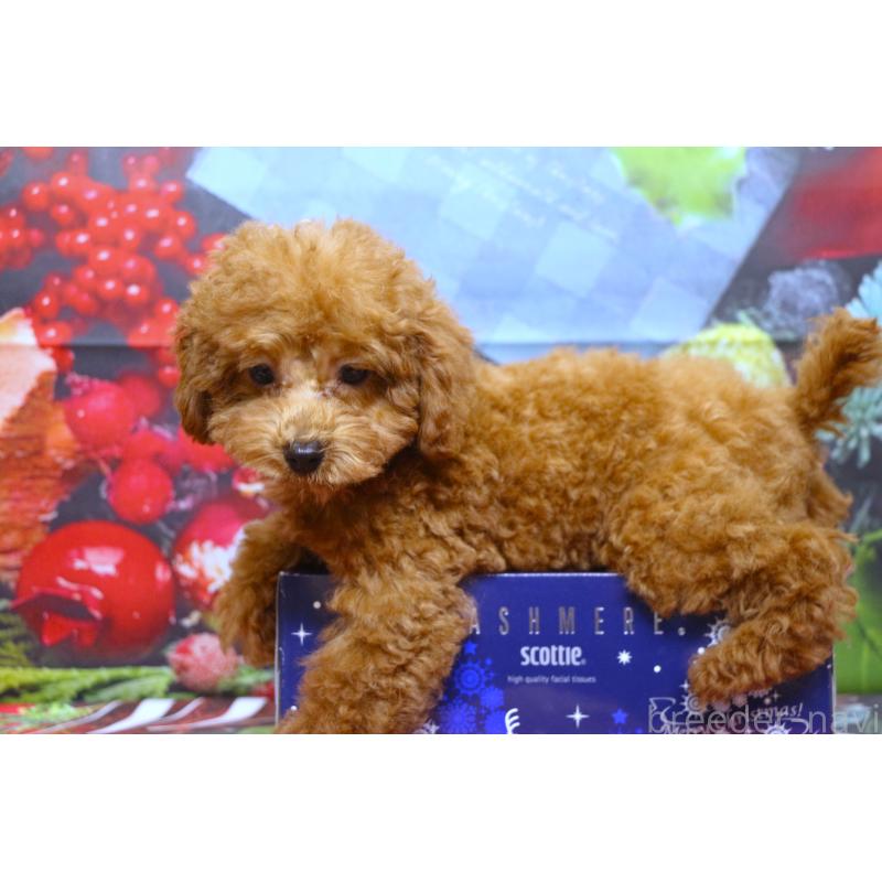 販売中の千葉県のトイプードル-426931の2枚目