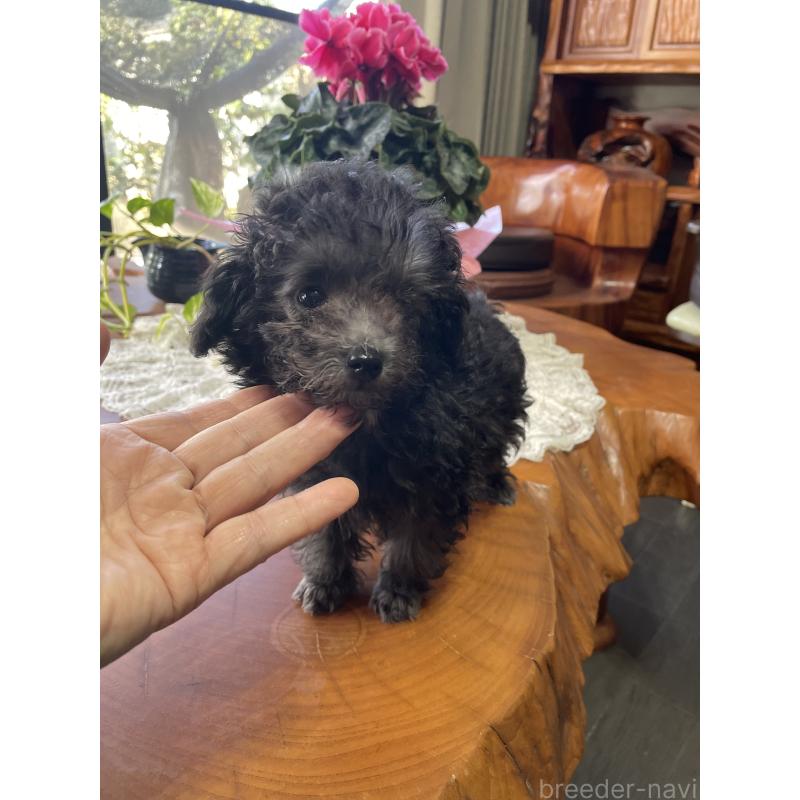 販売中の鹿児島県のティーカッププードル-424824の2枚目