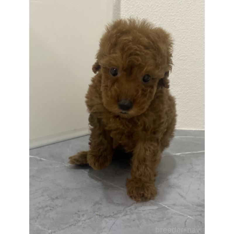 販売中の宮崎県のマルプー:マルチーズ×トイプードル-430137の1枚目