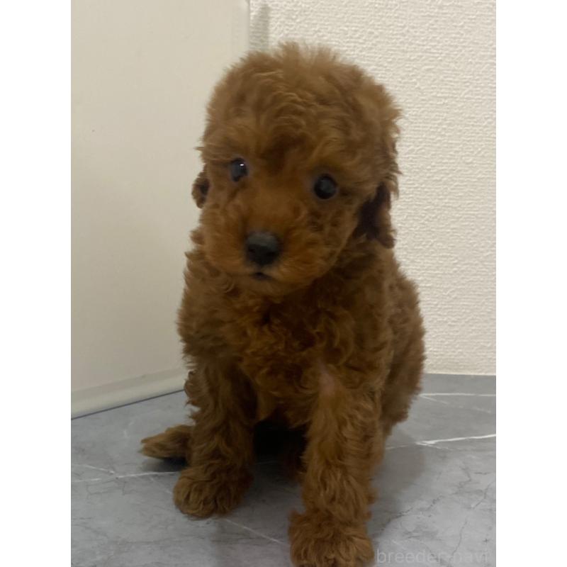 販売中の宮崎県のマルプー:マルチーズ×トイプードル-430137の3枚目