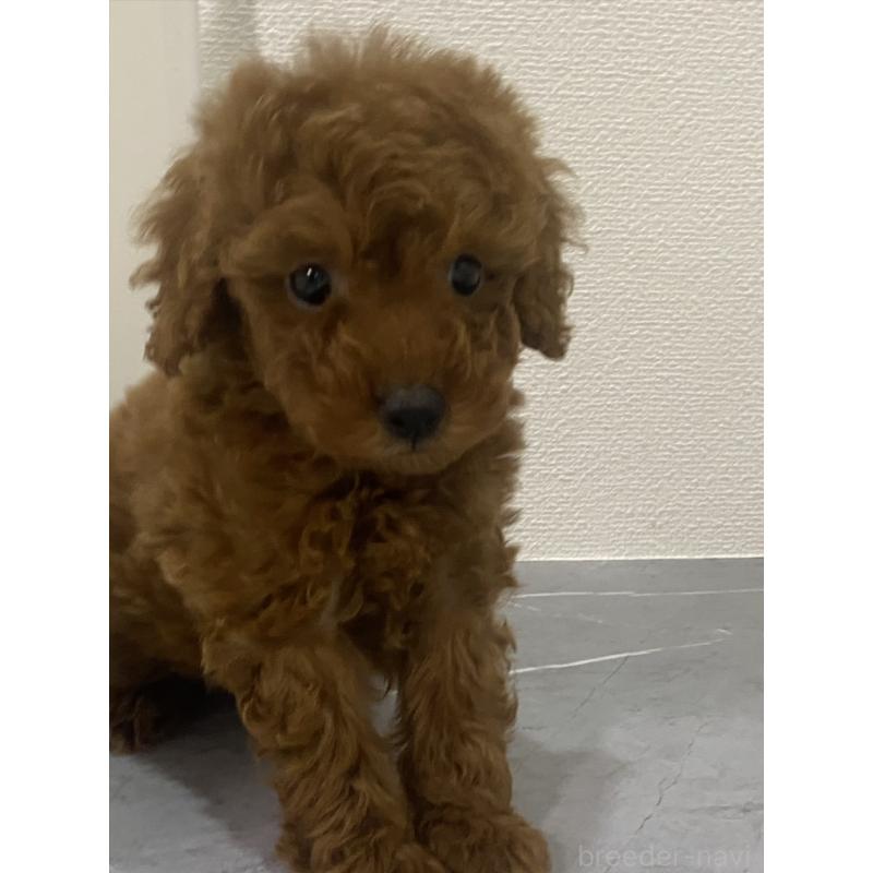 販売中の宮崎県のマルプー:マルチーズ×トイプードル-430137の2枚目