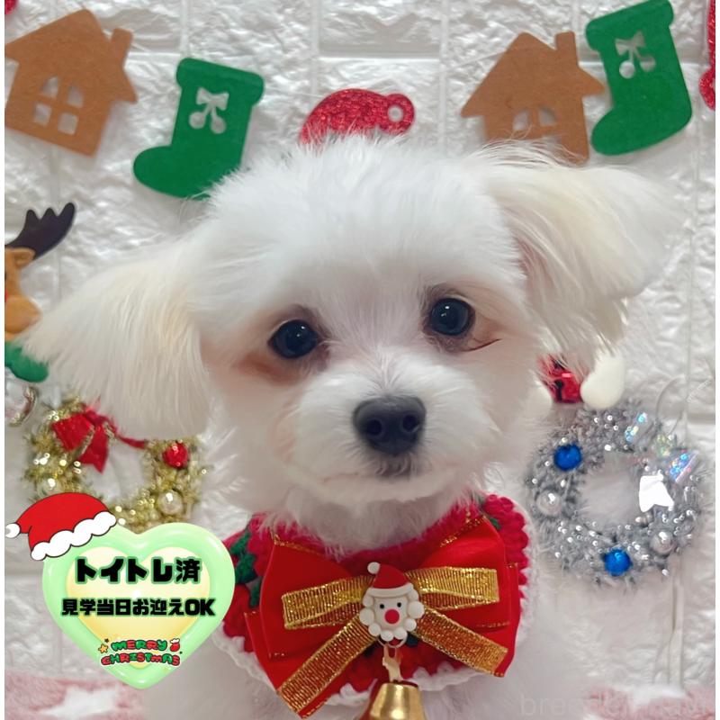 販売中の茨城県のチワマル:チワワ×マルチーズ-402707